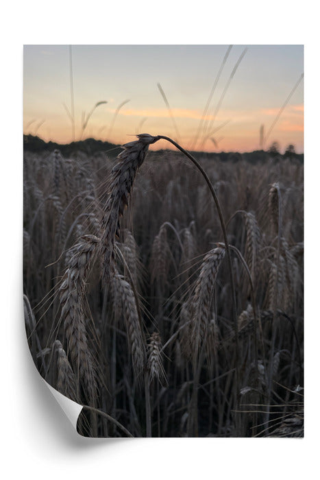 Kłos o zmierzchu Plakat
